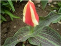 tulipan